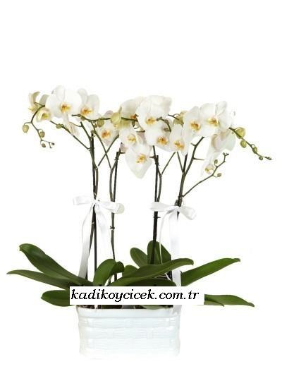 ikili Beyaz orkide
