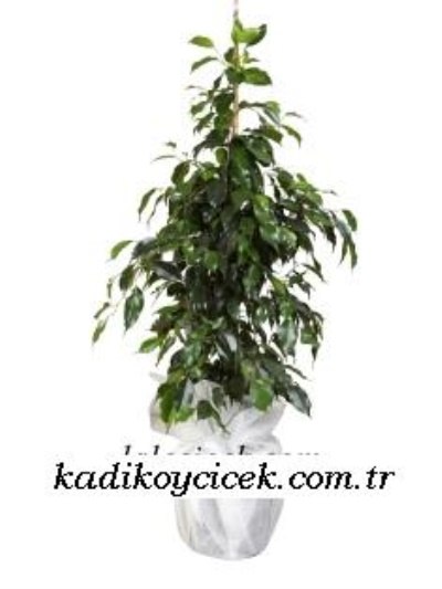 Orta Boy Benjamin Saksı Çiçeği