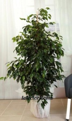 Benjamin Saksı Çiçeği 