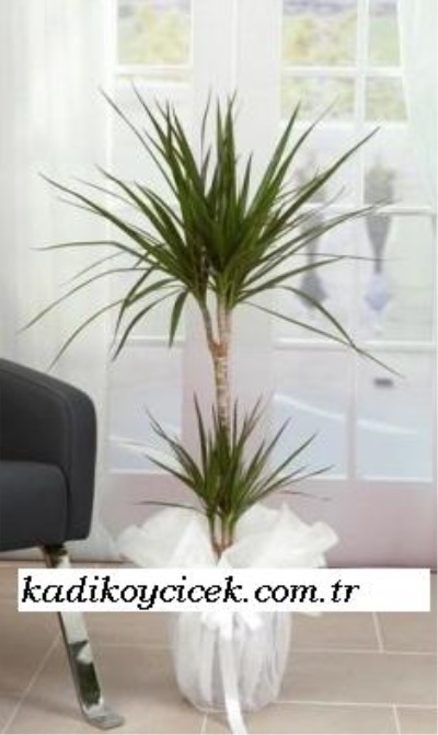 İkili Marginata Saksı Çiçeği