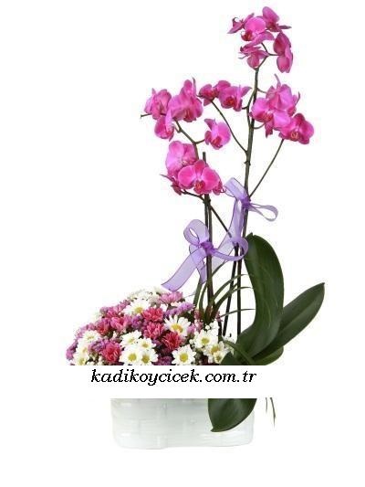 Pembe Orkide ve Aranjman