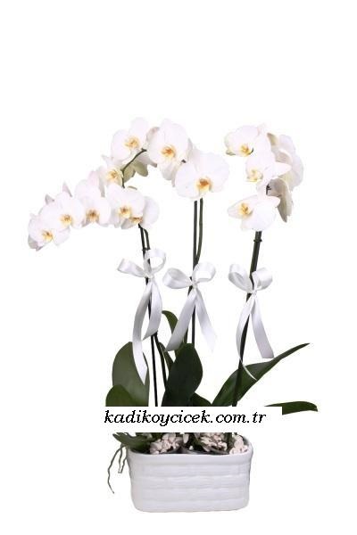  Beyaz Orkide üç Dallı balkon seramikte